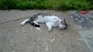 Catnip Delight 2