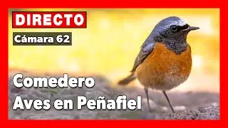 Peñafiel. Comedero aves 🔴 DIRECTO (Cámara 62 | Peñafiel, Valladolid)