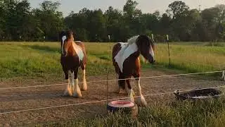 Sunday Funday with Tom and Mac!!      #savagefarms #gypsyvanners #tom #mac #gypsyvannercoltsforsale