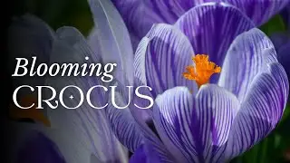 TIMELAPSE Crocus Flower Blooming