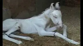 Post natal care for a mother and foal