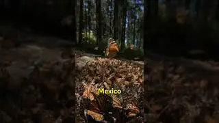 Amazing Butterfly Migrations You Didn't know #animalfacts #facts #animals #animaleducation