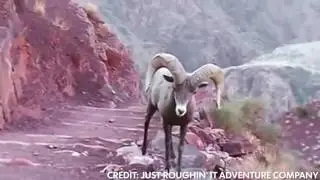 Bighorn sheep walks right by hikers in the Grand Canyon