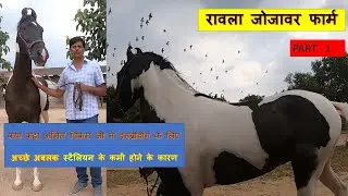 RAWLA JOJAWAR FARM || क्या कहा अमित विक्रम जी ने इन ब्रीडिंग के बारे मे || सिदराज का बेटा अस्वराज ||