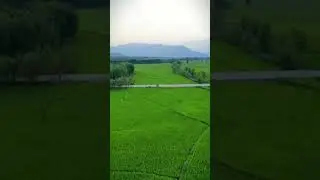 Lush Green fields of village Malakand agency beautiful view of Malakand agency #malakand #kptourism