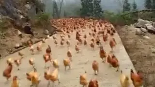 Increible Flujo De Aves Volando Wuao