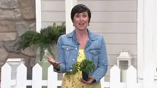 Cottage Farms 4-piece Harmony Radiance Hot Pink Impatiens on QVC