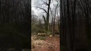 TREE SERVICE #stumpgrinding #treeremovalatlanta #georgia