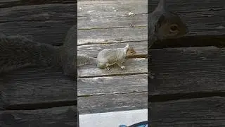 Squirrel Demands Ice Cubes! #shorts#squirrel#cute#funny#daily#subscribe#@outandaboutwithgbunedited