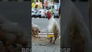 Why This Town BANNED Chickens from Crossing the Road 🐔🚫