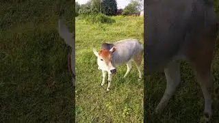 cow bala game cow bala cartoon animal movie review #comedy #cowlover