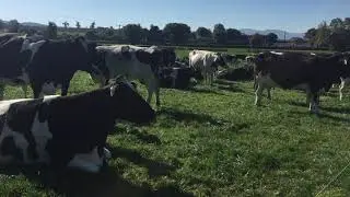Striving to produce 100,000kg of milk solids in Co. Tipperary