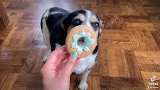 W&uuml;fers | National Donut Day