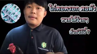 Ep.4 วิธีรักษาไก่คอดัง คอครอกให้หายง่ายๆด้วยวิธีนี้ #ไก่ชน  #ก๋อยง่อน #ป่าก๋อย #ก๋อยสโล่หลัง #ง่อน