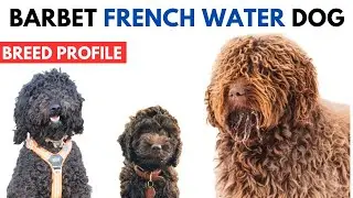 Barbet Dog Breed Profile History - Price - Traits - French Water Dog Grooming Needs - Lifespan