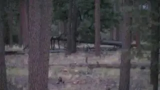 bull elk buglin