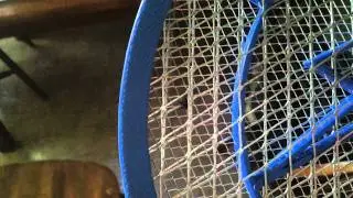 Fly explodes
