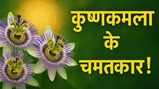 कृष्ण कमल या राखी बेल की देखभाल कैसे करें | Passion flower | Krishna kamal flower