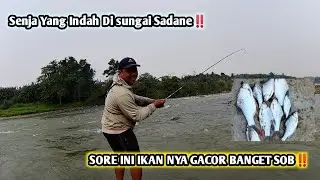 MANCING RARANCAK ,, SORE INI IKAN NYA LAGI GACOR ‼️