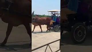 #positivevibes #bullockcart #song #anirudh #travel #isha #trending #summer