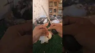تاكيل الزغاليل يدوى 😲