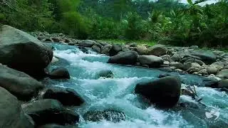 Forest River Sounds for Deep Night Sleep | Calm Flowing Water Nature Ambience