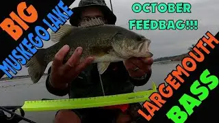 Kayak Fishing for Largemouth Bass during the October Feed BAG!! Topwater Toad and Wakebaits