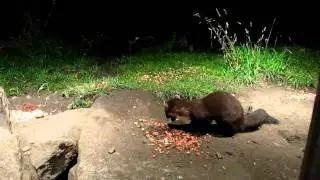 Pine marten at the mammal hide