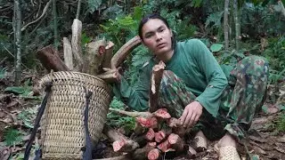 Harvest, forest vines bring to the market to sell, survival alone