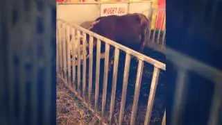 Weird animals at Edison st Matthew fair yesterday