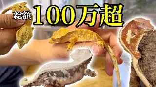 ブリーダー兼YouTuberのこだわりクレスがやばすぎた