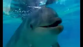 OCEAN ANIMALS / KIDS COLLECTION / SEA LIFE / CALMING STRESS FREE MUSIC  / TODDLERS, PRESCHOOL, K-3