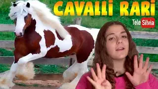 CONOSCI QUESTE 10 RAZZE DI CAVALLI PIU' RARE AL MONDO?