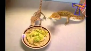 Even exotic animals can be pets   Unusual pets compilation