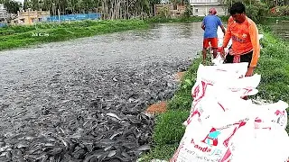 Amazing! Feeding Pond Fish &ndash; Never feed too much food to your fish!