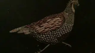 friends fly free