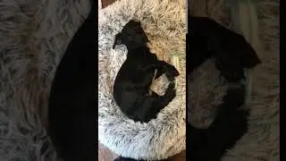 Adoptable dachshund lab mix puppy Benji plays in his bed
