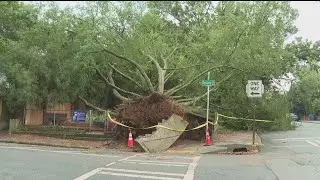 Massive tree collapses, rips up sidewalk near Grant Park in Atlanta