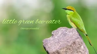 Little Green bee eaters - Green Beeeater Video -  Indian Bee Eaters - Merops orientalis - beeeaters