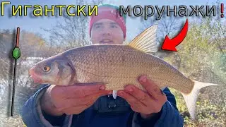 В търсене на ТРОФЕЙНИТЕ МОРУНАЖИ и СКОБАРИ! Риболов на ПЛУВКА по река Струма на ЧЕРВЕИ и ТРОХА!
