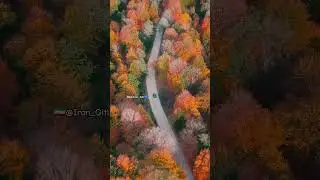 Golden Road of Autumn 🍁 | Aerial View of Savadkuh, Iran 🇮🇷