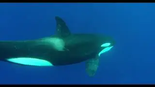 Killer whale,Encountered with one of the most intelligent creatures on our planet