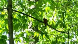 Female Summer Tanager