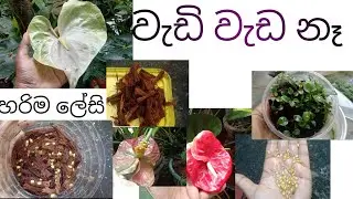 මම ඇන්තුරියමි🌸seeds පැල කරගත්තෙ මෙහෙමයිthis is how I planted anthuriyam  seeds #anthuriyan 