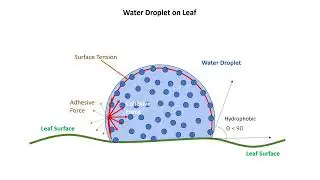 Water droplet on leaf | Surface tension | wetting and non wetting surface