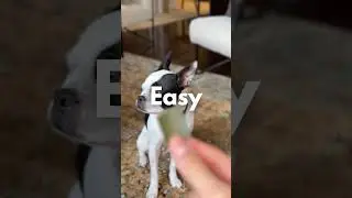 Easy to Give, Fast Absorbing, Natural Dog Supplements