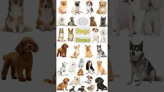 Dog  Breeds Name #dogname #dogsname #dogbreeds #dogbreedsname #dogbreed #dogs #shorts #shortsvideo