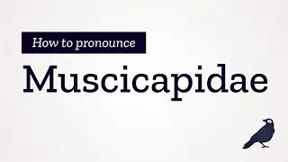 How to Pronounce Muscicapidae