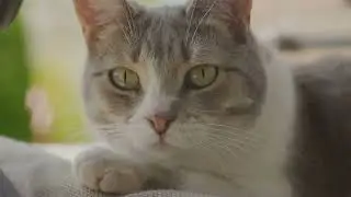 The &lsquo;Slow Blink&rsquo; Cat Hack: Are You Secretly Talking to Your Cat?