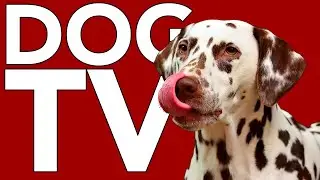 TV FOR DOGS! A Virtual Reality TV Adventure for your Dog!